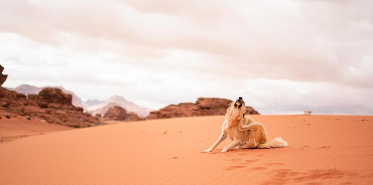 Stars Life Camp-Tour Hotel Wadi Rum Ngoại thất bức ảnh